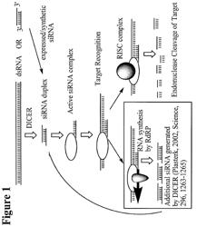 RNA INTERFERENCE MEDIATED INHIBITION OF GENE EXPRESSION USING SHORT INTERFERING NUCLEIC ACIDS (SINA)