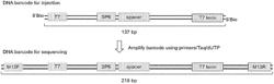 COMPOSITIONS AND METHODS FOR LARGE-SCALE IN VIVO GENETIC SCREENING