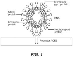 Methods and compositions inhibiting enveloped viruses using high molecular weight hydrophobically modified alkali swellable emulsion polymers