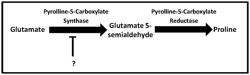 Methods of cell selection and modifying cell metabolism