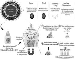 Multifunctional Dental Adhesives and Uses Thereof