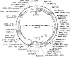 NEUROPROTECTION GENE THERAPY