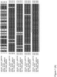 PEPTIDE FOR TREATING AGE-RELATED MACULAR DEGENERATION