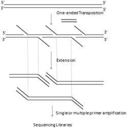 METHODS AND COMPOSITIONS USING ONE-SIDED TRANSPOSITION