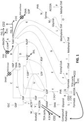 MICROORGANISMS AND METHODS FOR IMPROVING PRODUCT YIELDS ON METHANOL USING ACETYL-COA SYNTHESIS