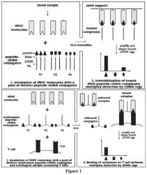 METHODS FOR DETECTING PEPTIDE/MHC/TCR BINDING