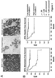 Peptide-based compounds for use in the prevention, treatment and/or detection of cancer