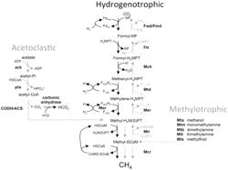 Compositions and methods for reducing deleterious atmospheric gas emissions from flooded ecosystems