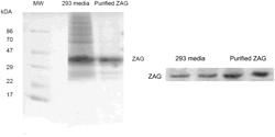 GLYCOPROTEINS HAVING LIPID MOBILIZING PROPERTIES AND THERAPEUTIC USES THEREOF