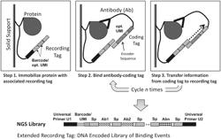 MACROMOLECULE ANALYSIS EMPLOYING NUCLEIC ACID ENCODING