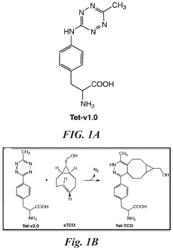 Reagents and methods for bioorthogonal labeling of biomolecules in living cells