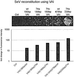 METHOD OF PRODUCING NEGATIVE-STRAND RNA VIRUS VECTOR AND PRODUCED NEGATIVE-STRAND RNA VIRUS VECTOR