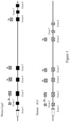 Non-human animals having a humanized lymphocyte-activation gene 3