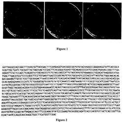 Use of cell wall skeleton of isolated