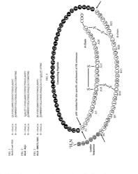 Methods of treating kidney failure, and/or improving or stablizing renal function using modified relaxin polypeptides