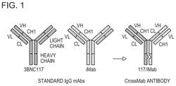 Bispecific HIV-1-neutralizing antibodies