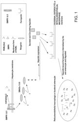 Composition and method for the diagnosis and treatment of iron-related disorders