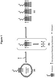 Unmasking endotoxins in solution