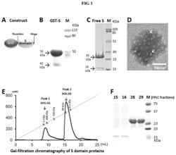 NOROVIRUS S PARTICLE BASED VACCINES AND METHODS OF MAKING AND USING SAME