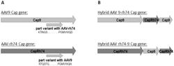 Hybrid Recombinant Adeno-Associated Virus Serotype Between AAV9 and AAVrh74 with Reduced Liver Tropism