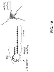 CHIMERIC PRIMERS WITH HAIRPIN CONFORMATIONS AND METHODS OF USING SAME