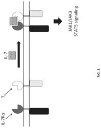 Constitutively active cytokine receptors for cell therapy