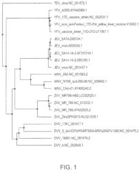 Zika virus vaccine