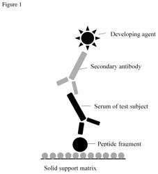 Rheumatoid arthritis auto-antibody-bound peptide and application thereof