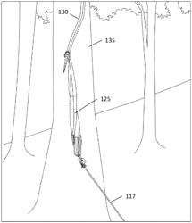 METHOD AND SYSTEM FOR INVASIVE VINE REMOVAL FROM TREES