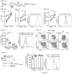 METHODS AND COMPOSITIONS FOR USE IN IMPROVING ADAPTIVE IMMUNITY IN THE ELDERLY POPULATION