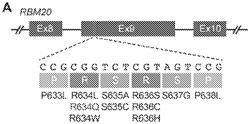 GENOMIC EDITING OF RBM20 MUTATIONS