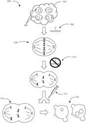 Combination electrical and chemotherapeutic treatment of cancer