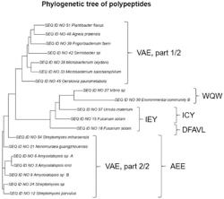 Polypeptides