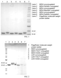 In vitro glycosylation of proteins and enzymes