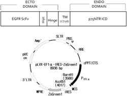 NOVEL CHIMERIC ANTIGEN RECEPTOR AND IMMUNE CELLS EXPRESSING SAME