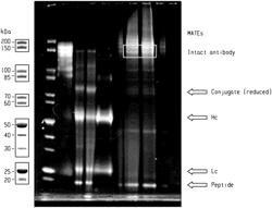 TECHNOLOGIES FOR PREVENTING OR TREATING INFECTIONS