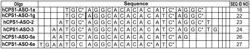 MODULATION OF GENE TRANSCRIPTION USING ANTISENSE OLIGONUCLEOTIDES TARGETING REGULATORY RNAS