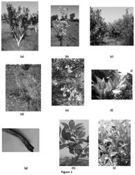 Process, microbial consortia and formulations for preventing and alleviating citrus greening