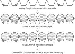 SEALED MICROWELL ASSAY