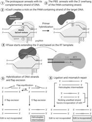 METHODS AND SYSTEMS FOR MODIFYING THE CRUMBS HOMOLOGUE-1 (CRB1) GENE