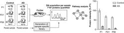 E3 UBIQUITIN LIGASE (UBE3A) PROTEIN TARGETS