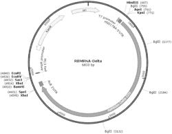 VACCINES AND COMPOSITIONS BASED ON SARS-COV-2 S PROTEIN