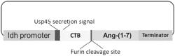 GENETICALLY MODIFIED PROBIOTICS FOR ORAL DELIVERY OF RENIN-ANGIOTENSIN RELATED THERAPEUTIC PROTEINS AND PEPTIDES