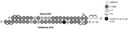 Modified Short Interfering Nucleic Acid (siNA) Molecules and Uses Thereof