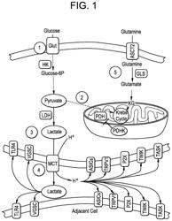 Methods for targeting pain directed at metabolic pathways