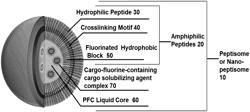 ULTRASOUND-SENSITIVE PEPTIDE PARTICLES FOR SPATIALLY RESOLVED MOLECULE DELIVERY