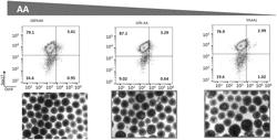 STEM CELL DIFFERENTIATION AND CHEMICAL COMPOUNDS