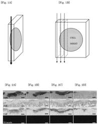 CULTURED CELL SHEET FOR TISSUE REGENERATION, PRODUCTION METHOD THEREOF, AND APPLICATION METHOD THEREOF