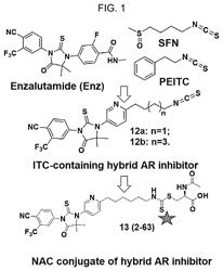 Electrophilic androgen receptor (AR) antagonists for AR downregulation and ferroptosis induction in cancer cells