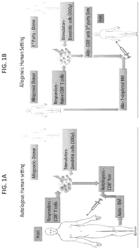 Anti third party central memory t cells, methods of producing same and use of same in transplantation and disease treatment